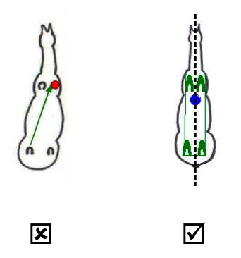 Diagonal and horizontal balance Dimensions of straightness training