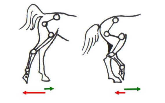 Equal pushing and carrying hind legs Dimensions of straightness training
