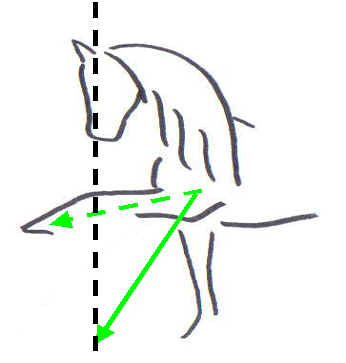 Equal front legs Dimensions of straightness training
