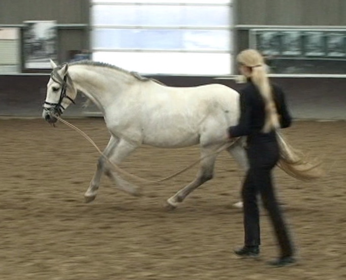 Longeing a horse Tips & Information Straightness Training