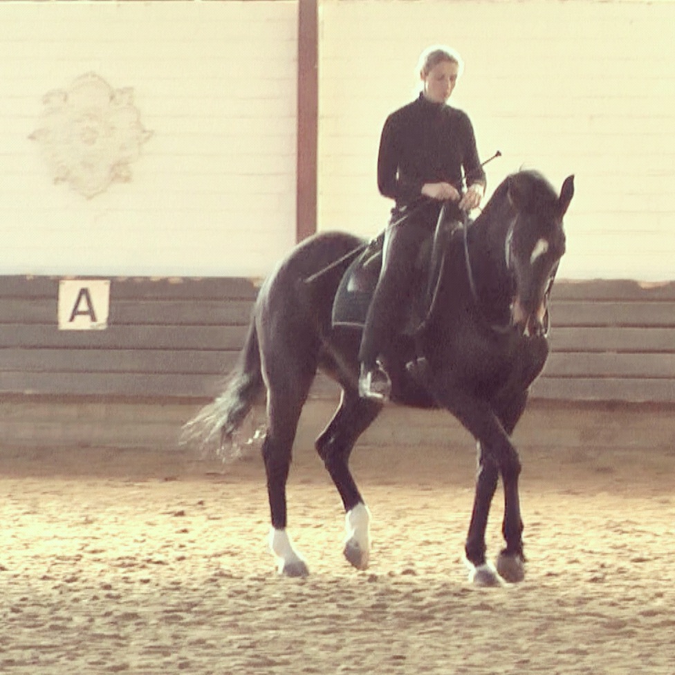 How to keep your horse balanced in his spirit Straightness Training