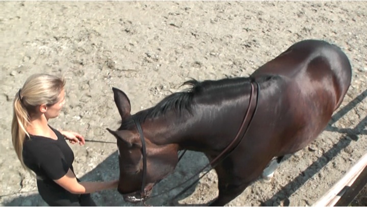 Haunches-in Straightness Training Exercises