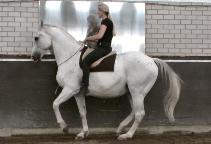 Skeleton of the horse Straightness Training