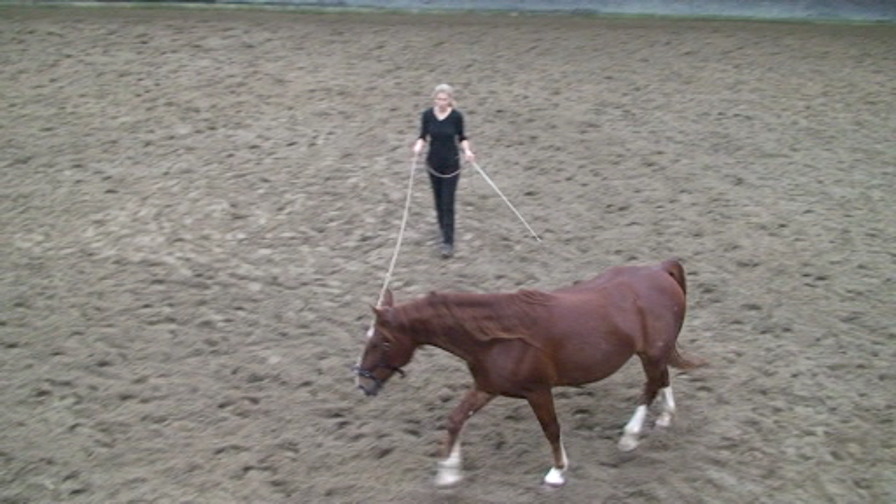Longeing a horse Tips & Information Straightness Training